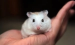 Ce pericol este un hamster pentru copii și adulți